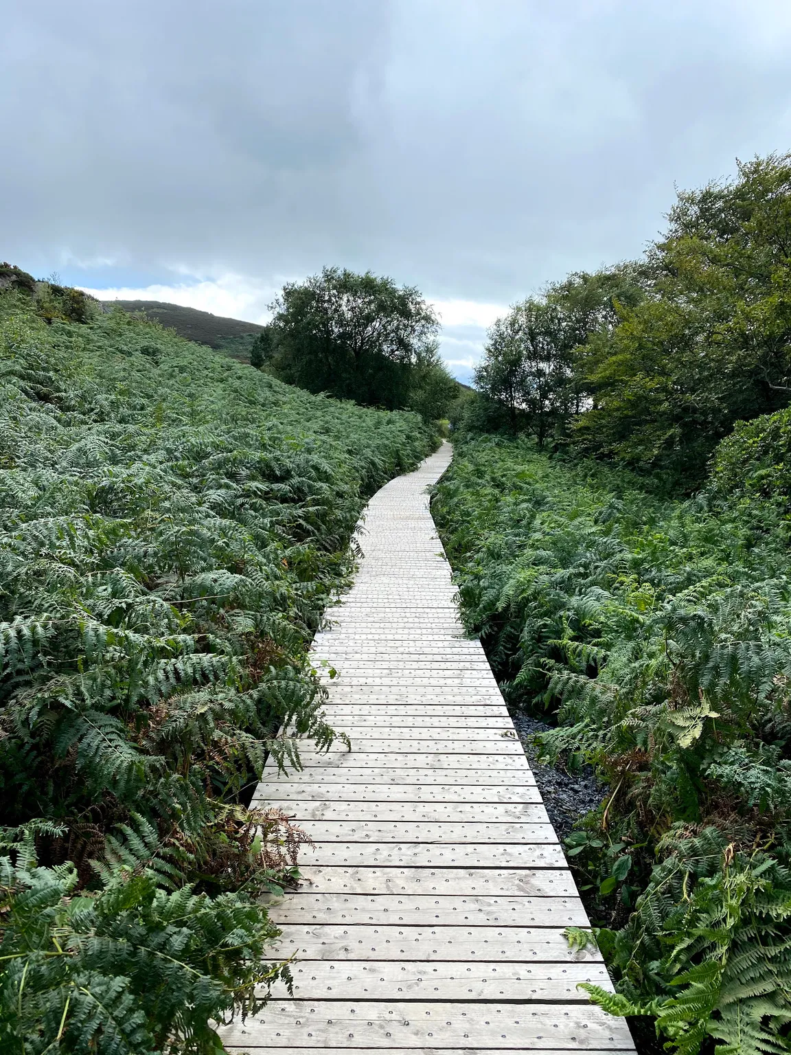 Bog of Frogs Loop