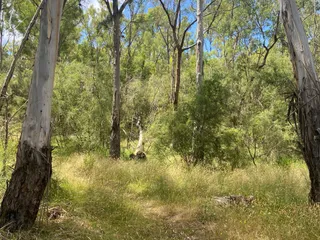 Warrandyte River Reserve