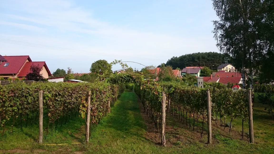 Winnica Julia oraz Park Miniatur Obiektów Winiarskich