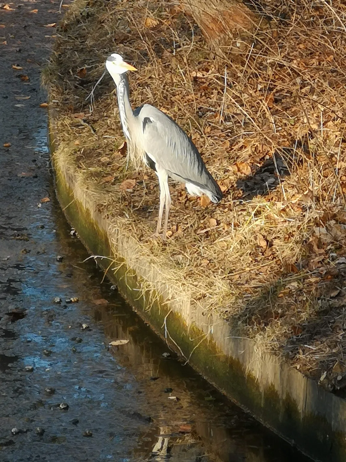 Frederiksberg Gardens