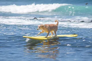Tenerife Surf Camp/House - Friends of the Ocean Tenerife Sur