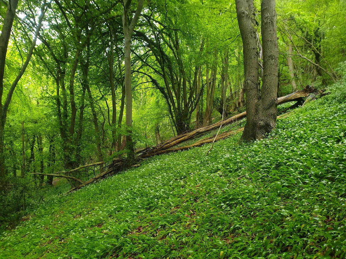 Wotton Hill
