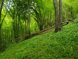 Wotton Hill