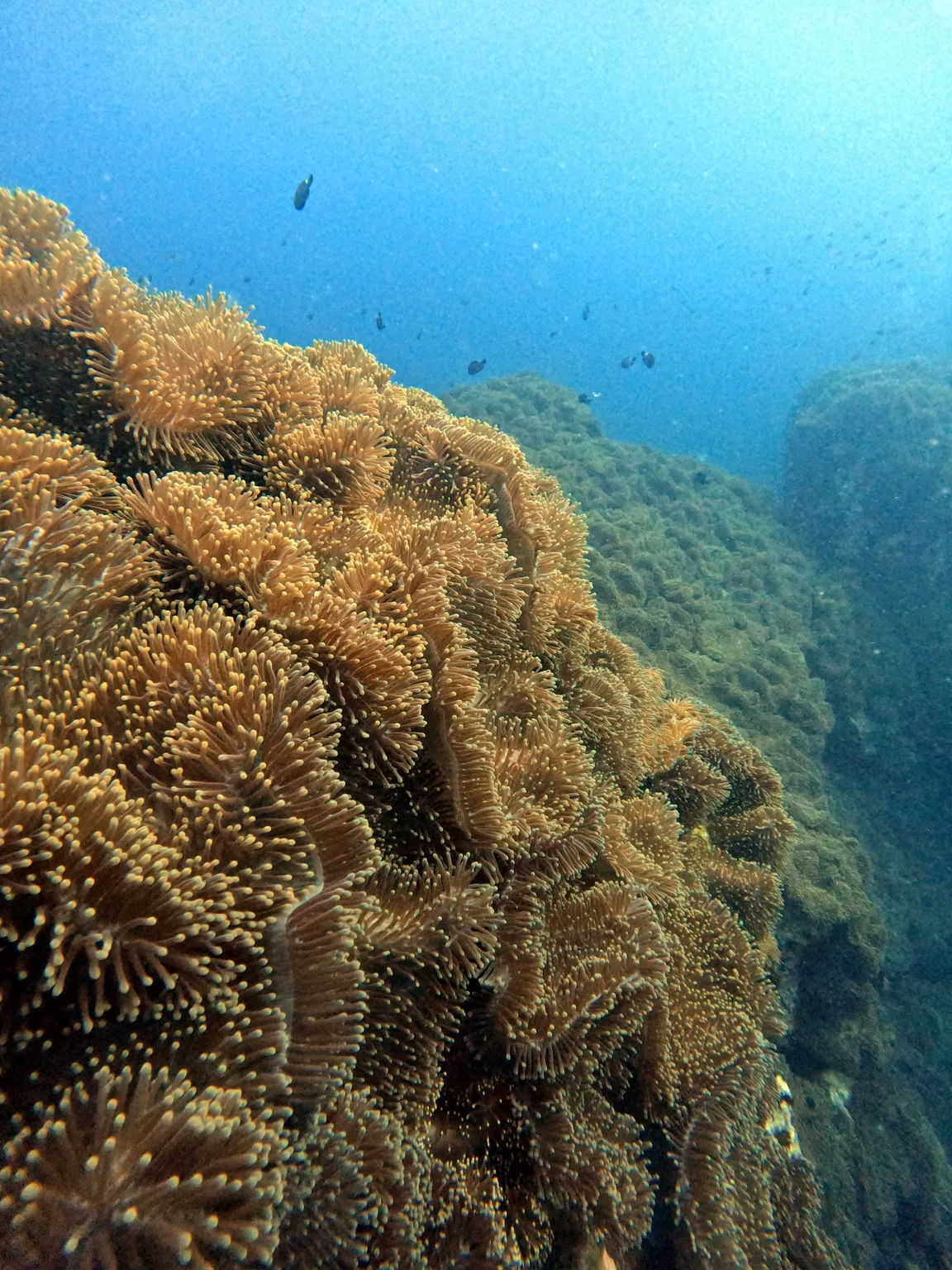 Chumphon Pinnacle