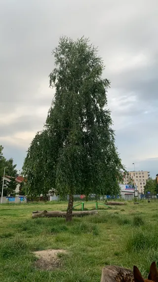 Wybieg dla psów