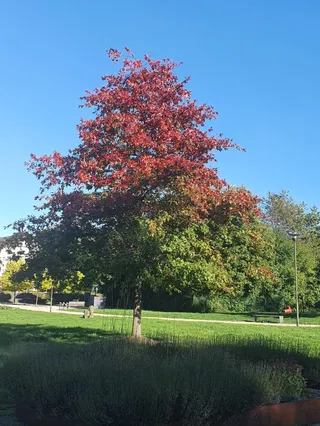 Bürgerpark Niederfischbach