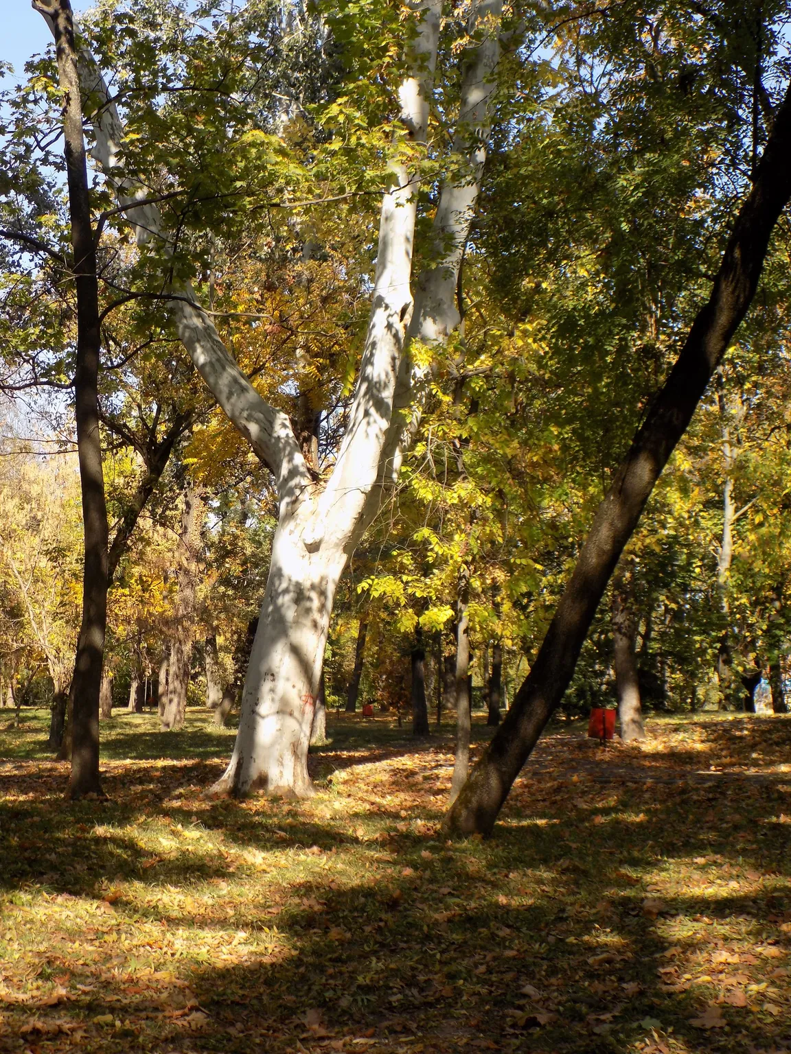 Botanic Park