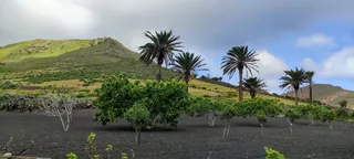 Sendero Haria - Bosquecillo