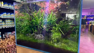 Mad Aquariums