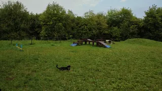 Wybieg dla psów