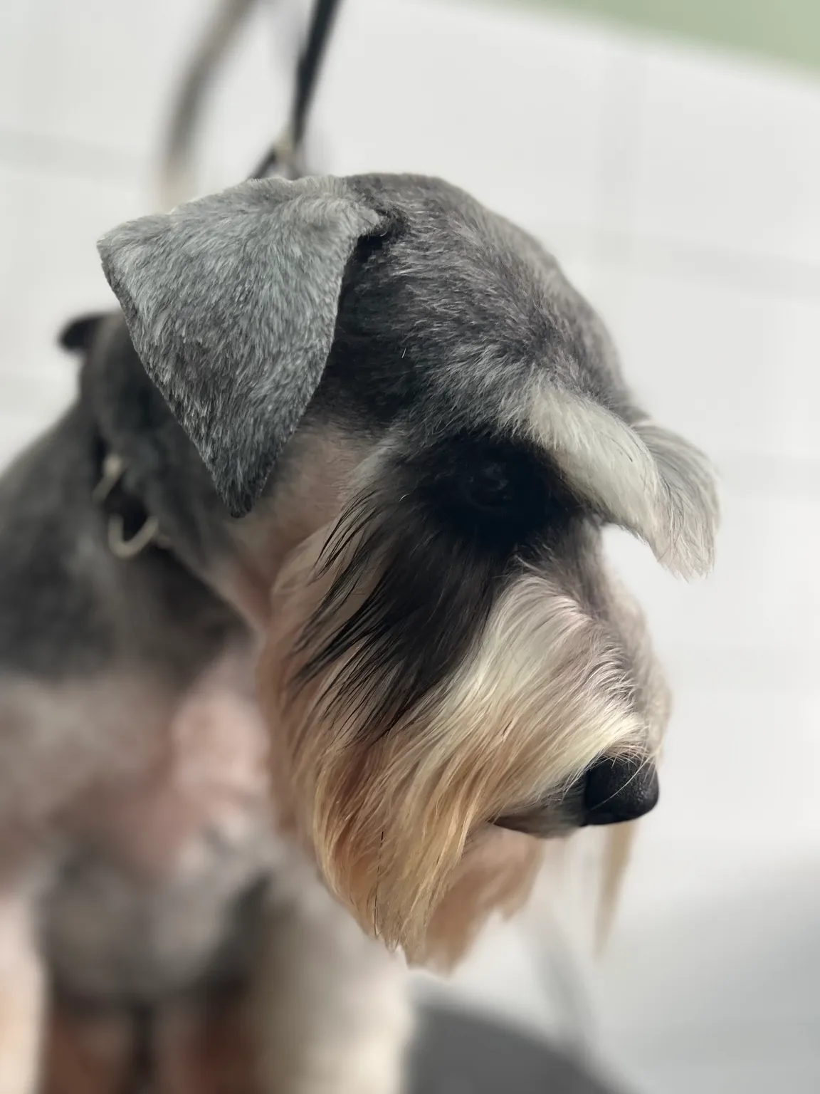Salon Pielęgnacji Zwierząt „Bonnie”
