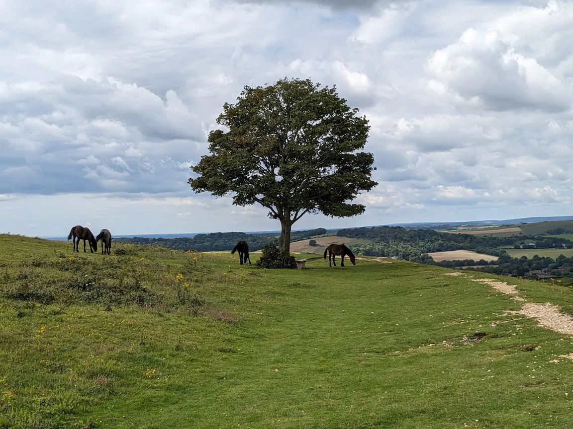 National Trust - Cissbury Ring