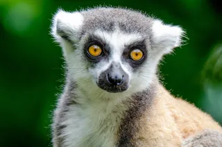 Salzburg Zoo Hellbrunn