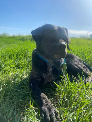 Ohana Dogs