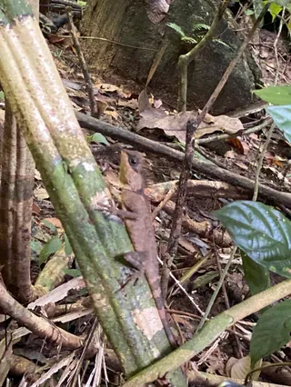 Khao Phra Thaeo Non-Hunting Area