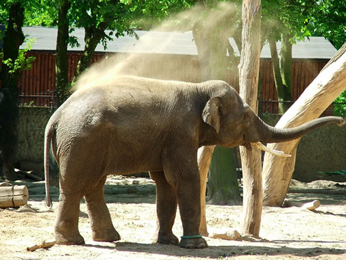 MIEJSKI OGRÓD ZOOLOGICZNY W PŁOCKU Sp. z o.o.