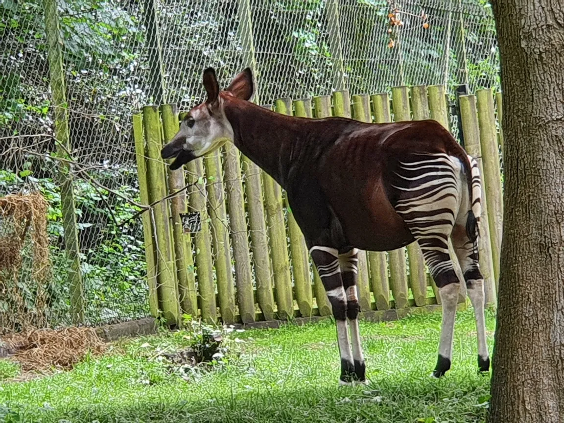 Dublin Zoo