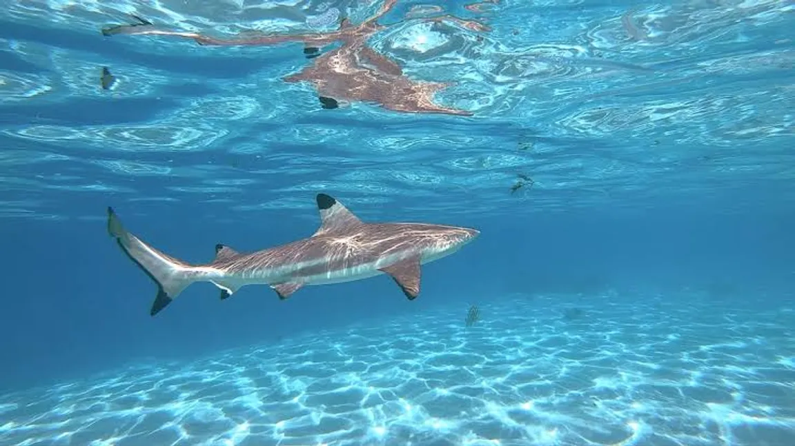 Blacktip Reef Shark Point