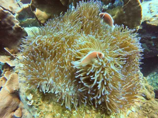 Chang Diving Center