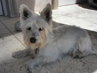 Dog-Gone Walking & Pet Minding