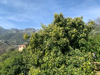 La Ferme des Citrons