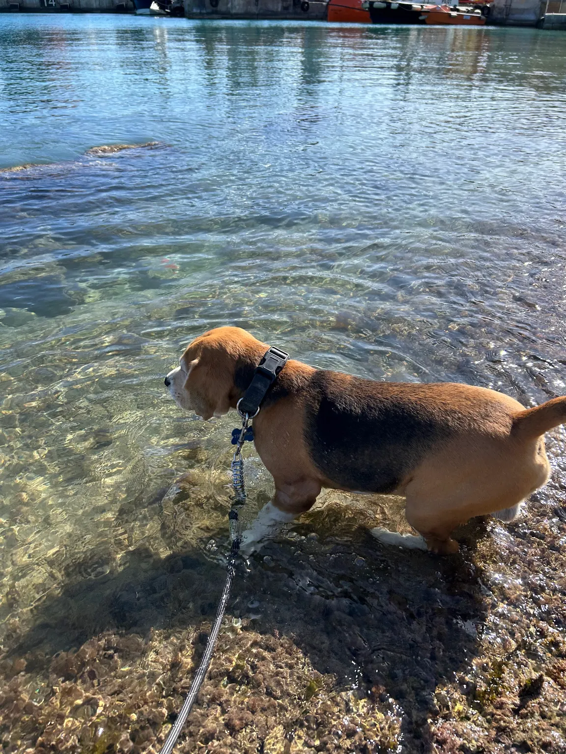 Dog Friendly Beach - Birzebbuga
