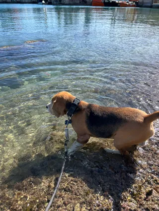 Dog Friendly Beach - Birzebbuga