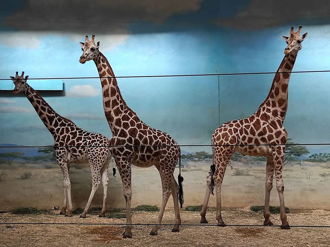 Bronx Zoo
