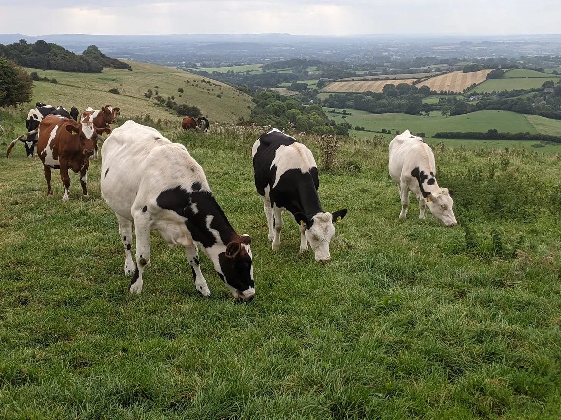 National Trust - Fontmell and Melbury Downs