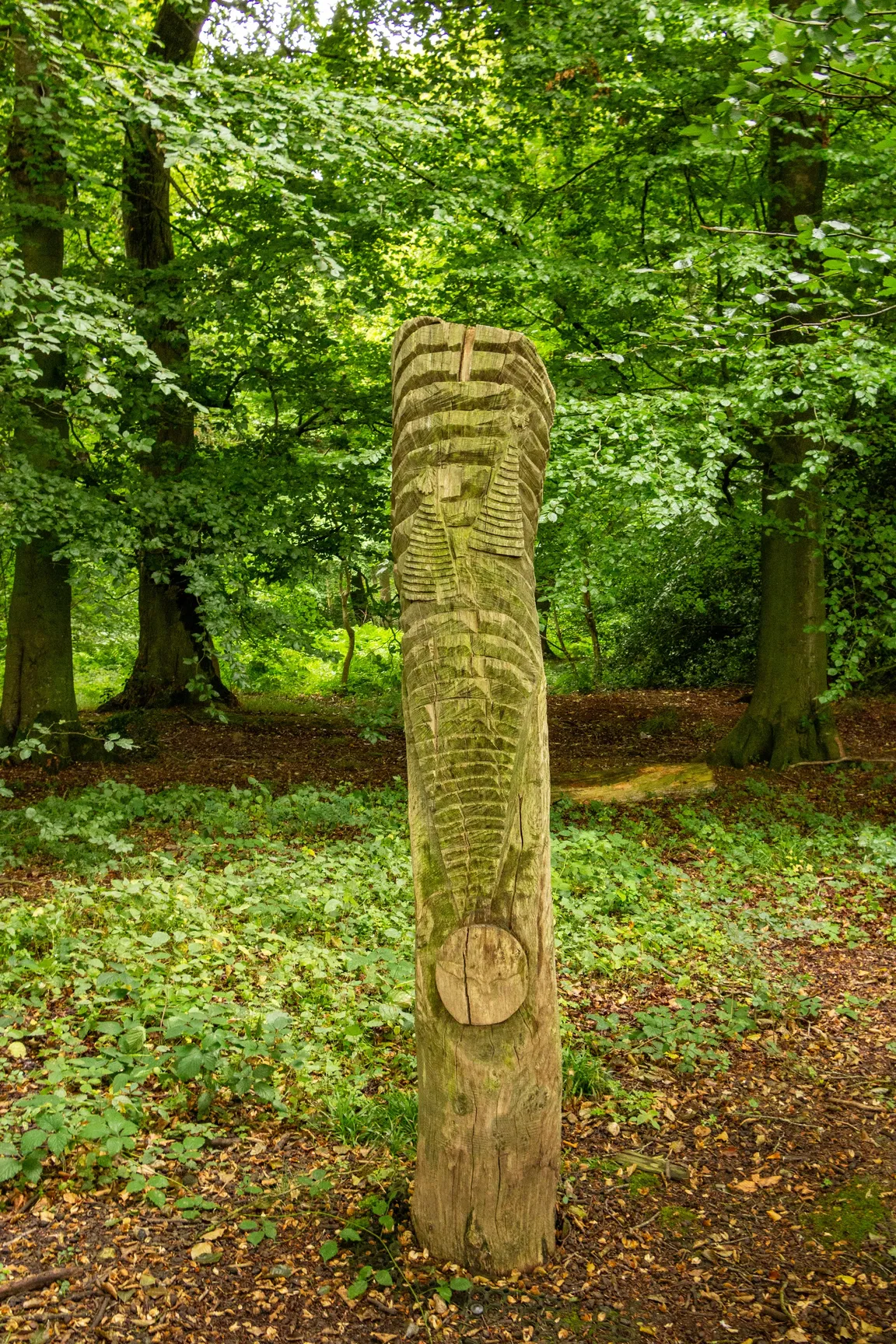 CHILTERNS NATURE - ASTON ROWANT NATURE RESERVE