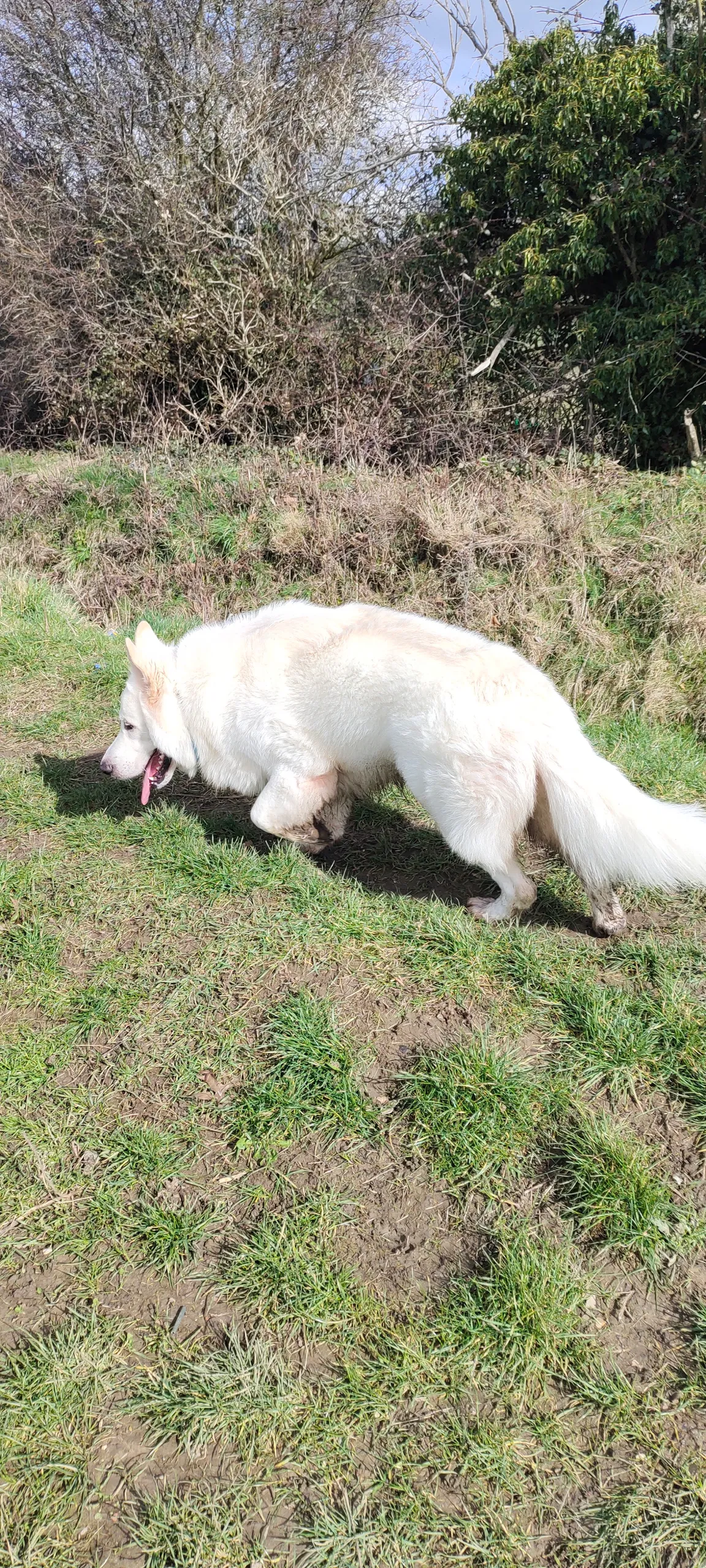 Cowsey Twisty Trails