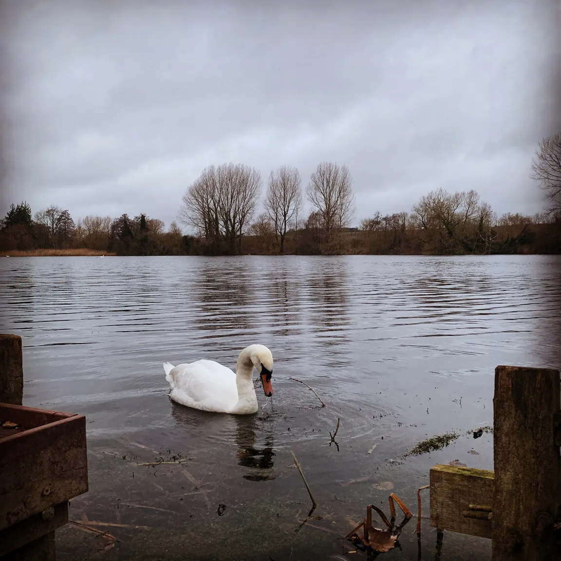 Langford Lakes Nature Reserve, Wiltshire Wildlife Trust