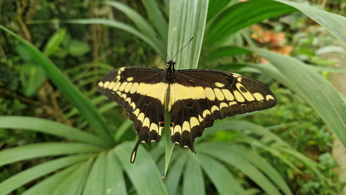 Mariposario del Drago Butterfly Park