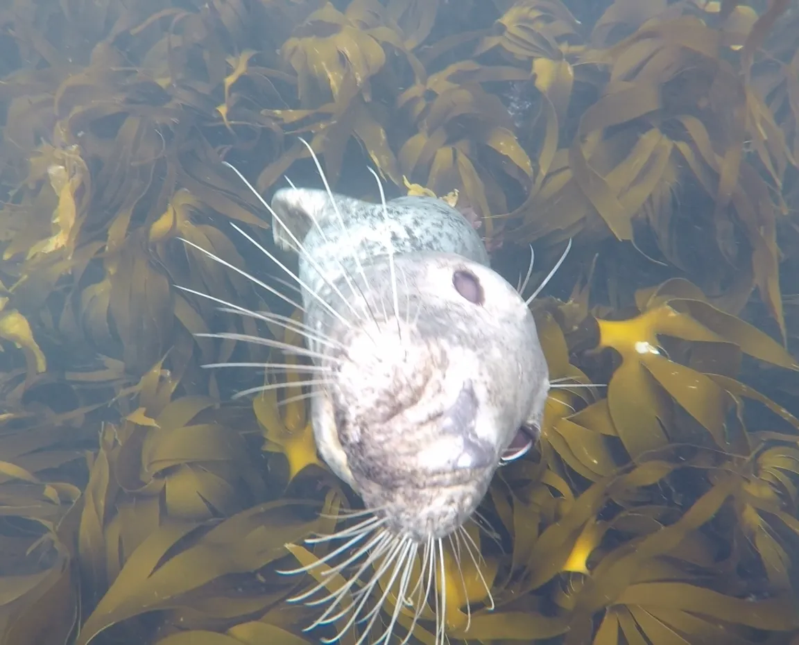 Seal Snorkelling Adventures
