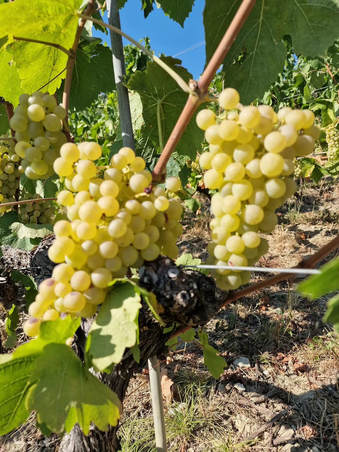 Les vignes de Lavaux