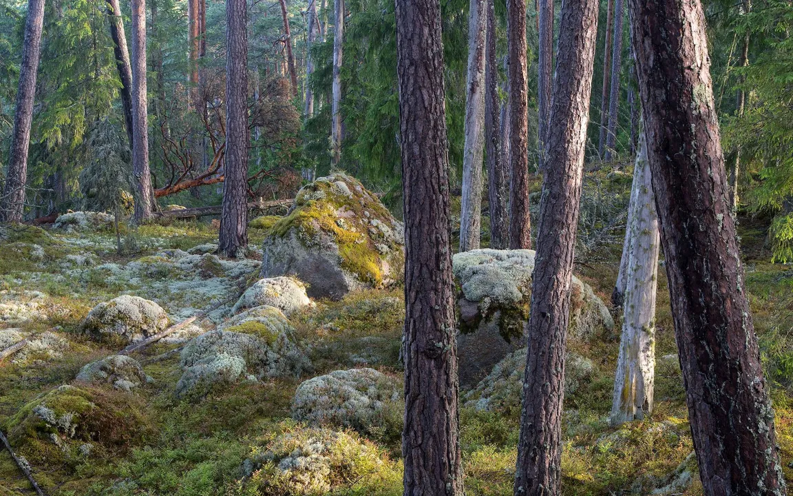 Park Narodowy Norra Kvill