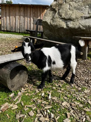 Tatrzańskie Mini Zoo