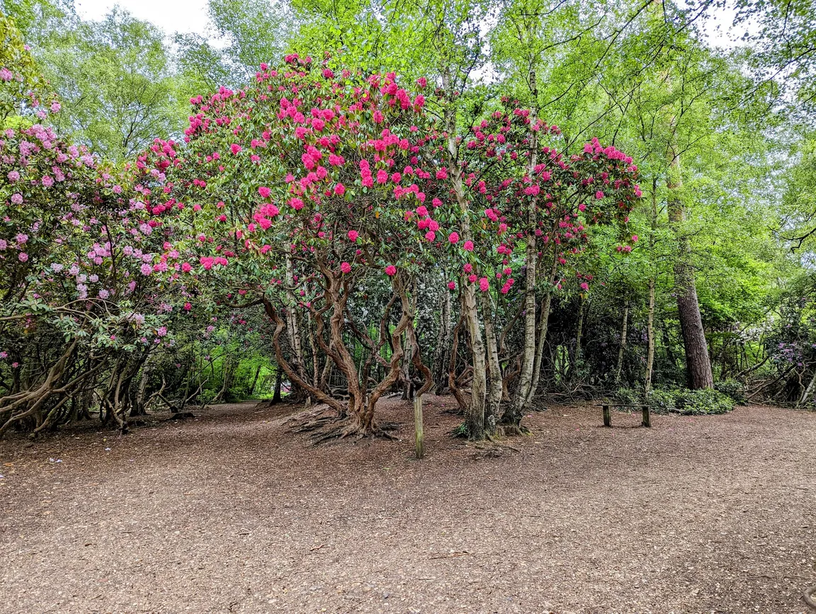 Black Park Country Park