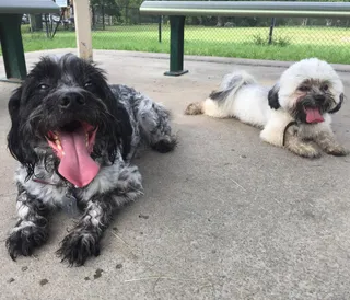 Milton Park Dog Off Leash Area