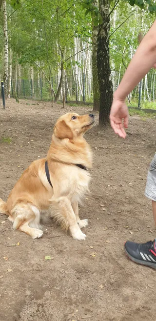 Wybieg dla psów