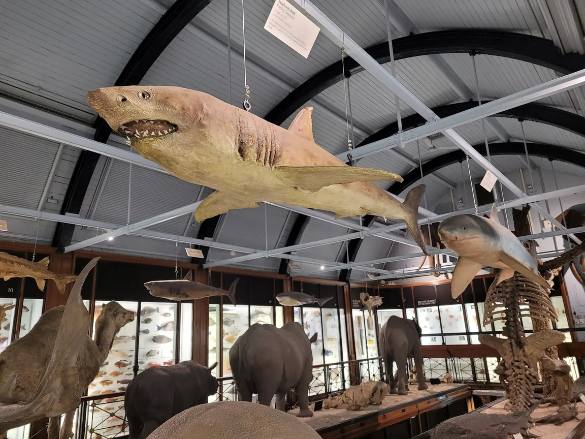 Muzeum Historii Naturalnej w Tring