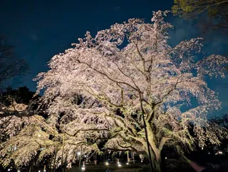 Rikugien Gardens