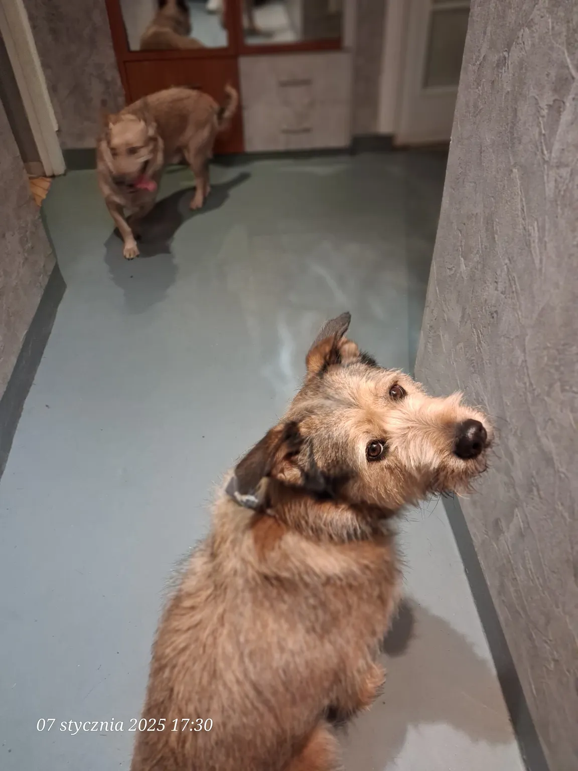 PetFamily Domowy Hotelik dla psów Warszawa
