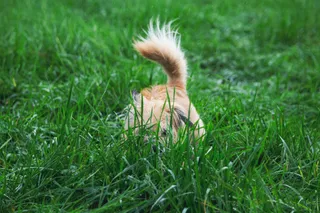 Towpath Tails Dog Park