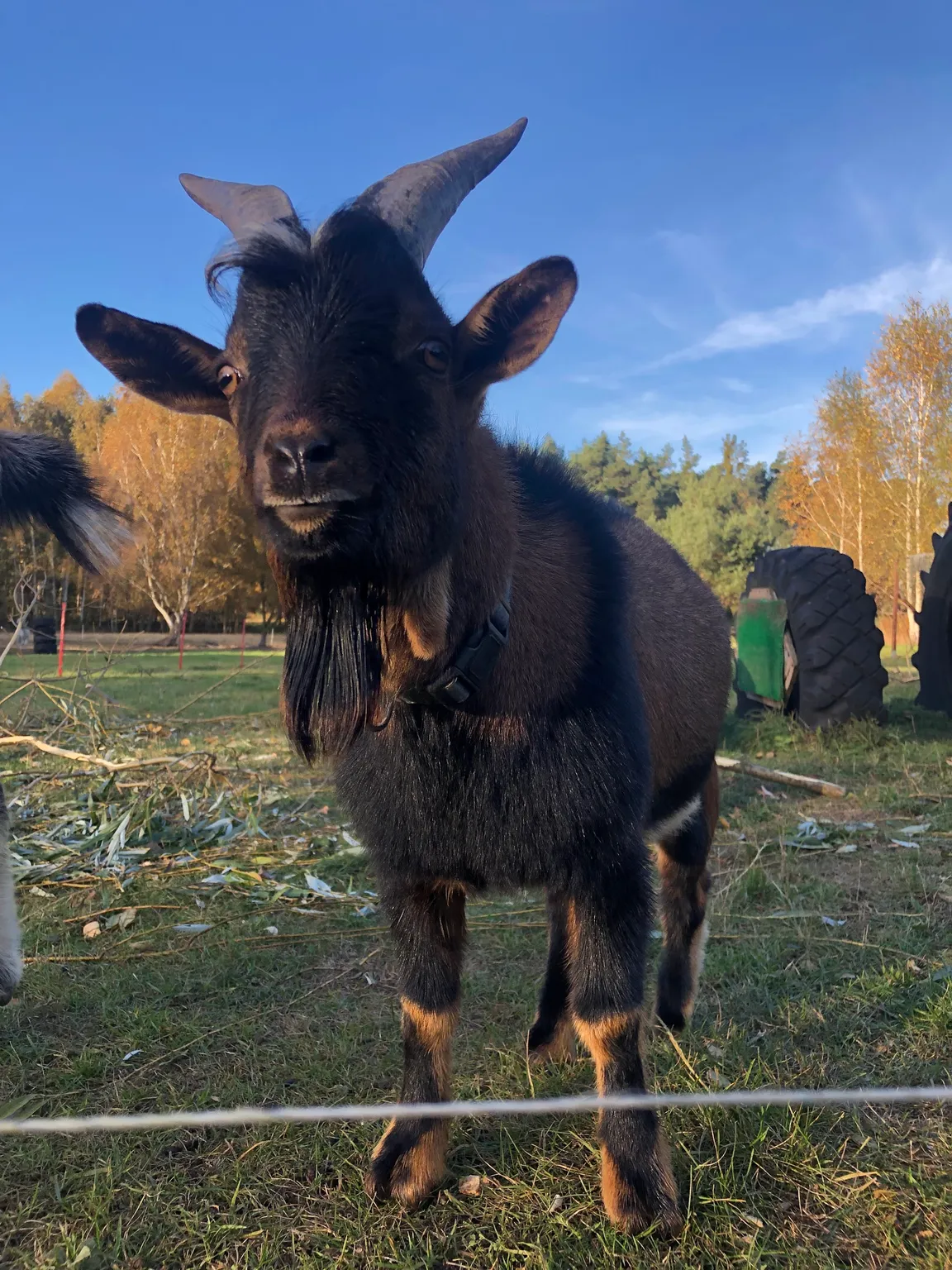 Agroturystyka Malpaka - alpakoterapia, spacery z alpakami