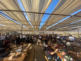 Mezcal Amores campo de agaves