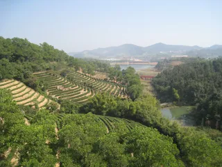 East Oversea Chinese Town Tea Brook