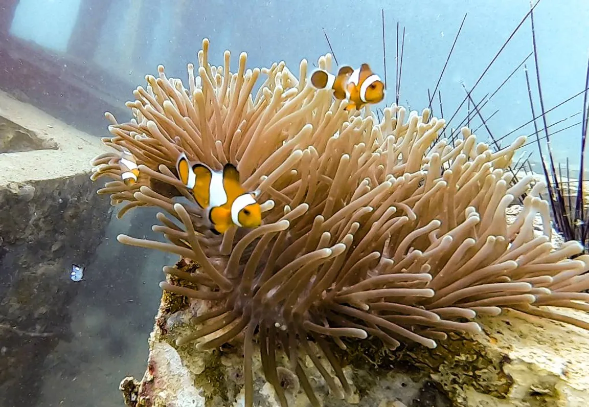 DPM Diving Koh Phi Phi