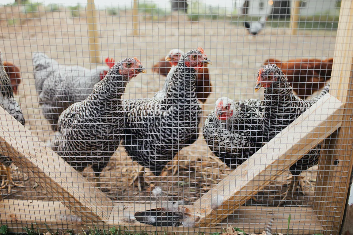 Locavore Farm