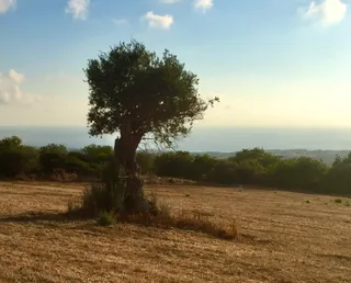 Old Olive Tree